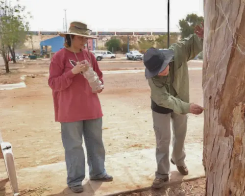 Clio y Kassandra reviven los árboles secos de La Sauceda con escultura