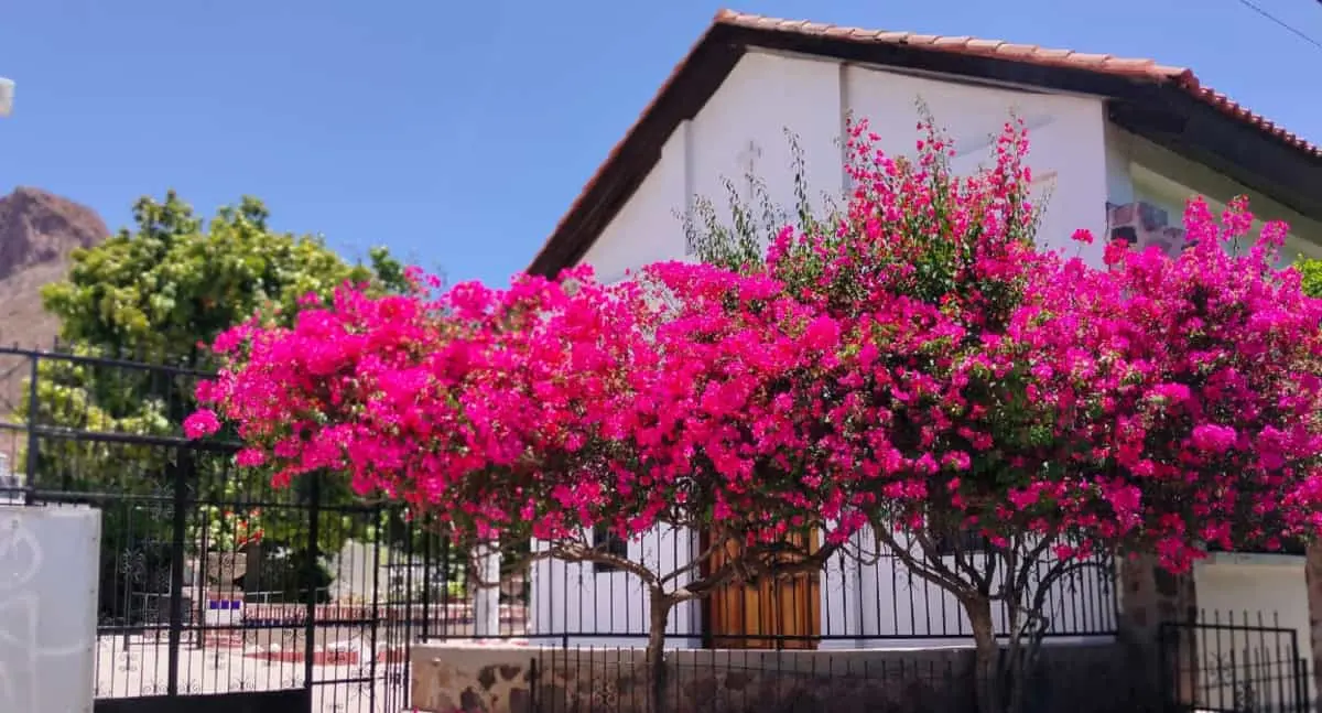 Un éxito Bazar con Causa para el Asilo de Ancianas en Guaymas