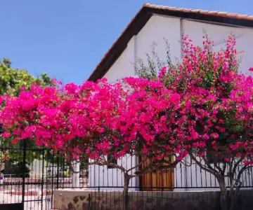 Un éxito Bazar con Causa para el Asilo de Ancianas en Guaymas