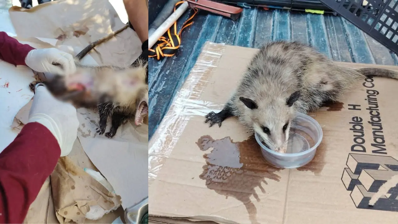 Rescatan a tlacuache de ataque de perros en Nogales
