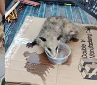 Rescatan a tlacuache de ataque de perros en Nogales