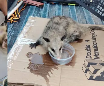 Rescatan a tlacuache de ataque de perros en Nogales