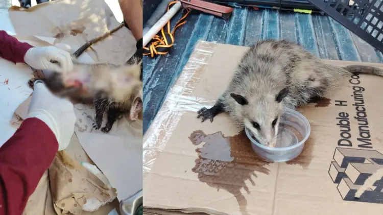 El tlacuache quedó bajo observación médica. (Fotos: Cortesía/EXPRESO)