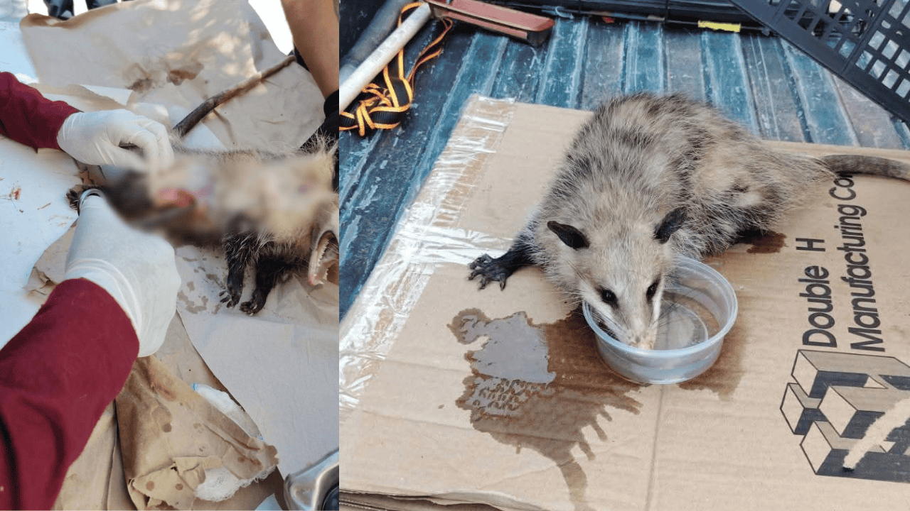 Rescatan a tlacuache de ataque de perros en Nogales