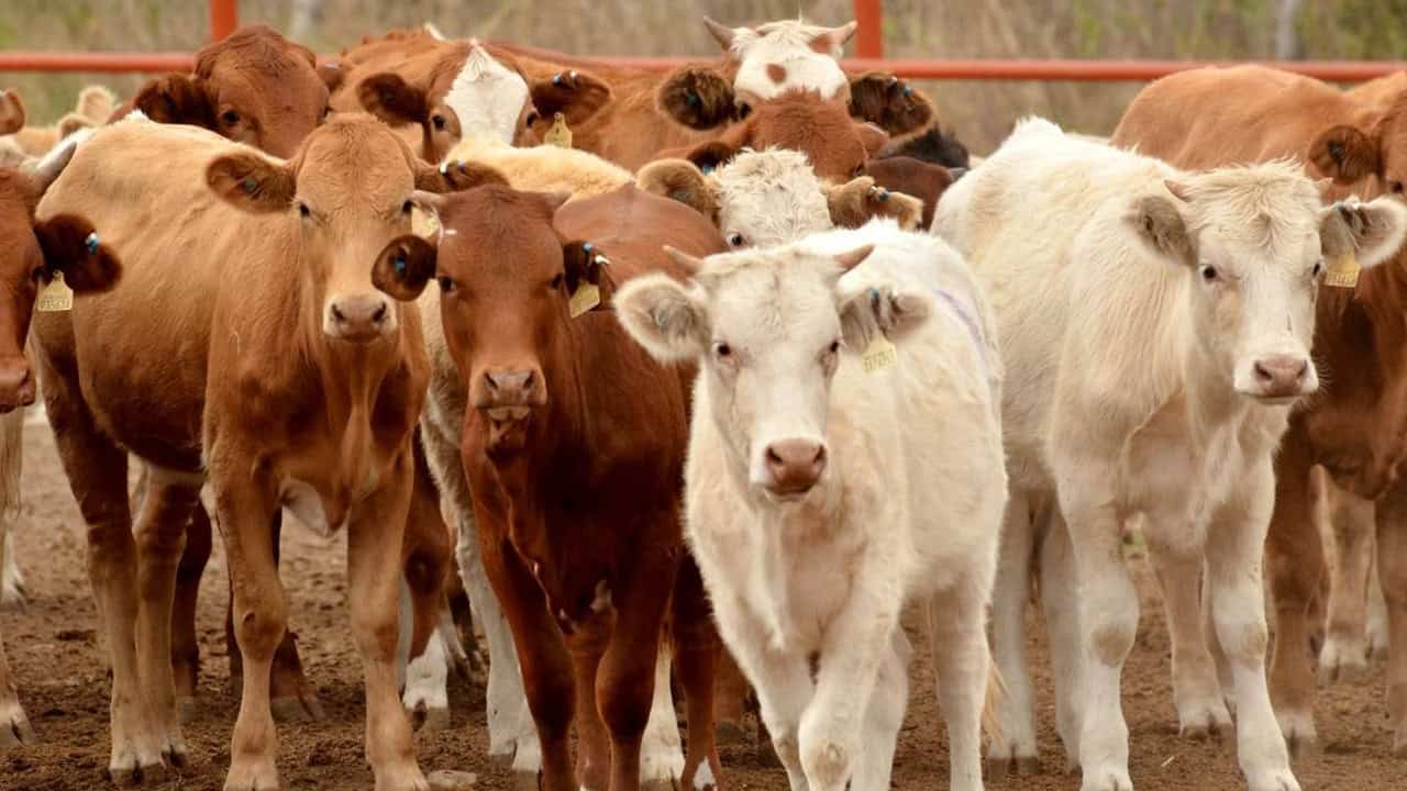 Ganaderos enfrentan baja en ingresos por cierre temporal de frontera
