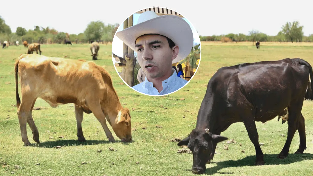 Sader refuerza acciones contra el gusano barrenador en Sonora