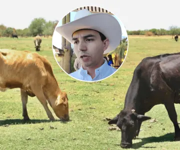 Sader refuerza acciones contra el gusano barrenador en Sonora