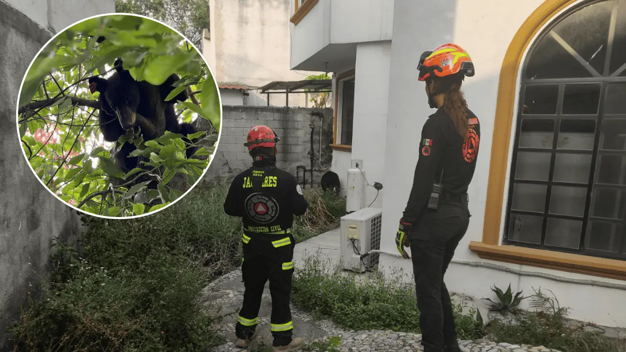 Oso amanece en patio trasero de una vivienda en Santa Catarina