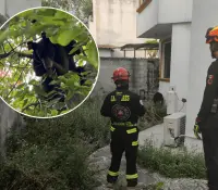 Oso amanece en patio trasero de una vivienda en Santa Catarina