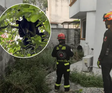 Oso amanece en patio trasero de una vivienda en Santa Catarina