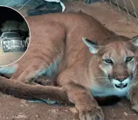 Aseguran armamento, droga, animales exóticos y vehículos en Magdalena