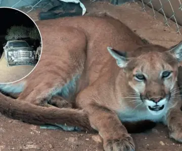 Aseguran armamento, droga, animales exóticos y vehículos en Magdalena
