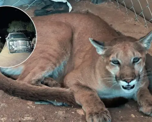 Aseguran armamento, droga, animales exóticos y vehículos en Magdalena