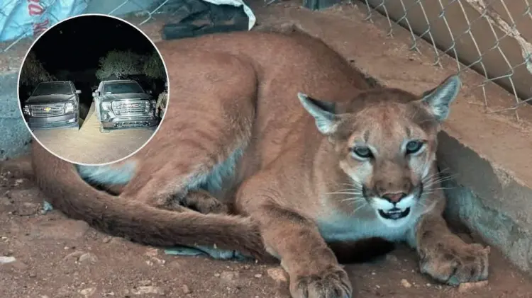 Puma vivo y camionetas aseguradas. (Foto: Especial / EXPRESO)