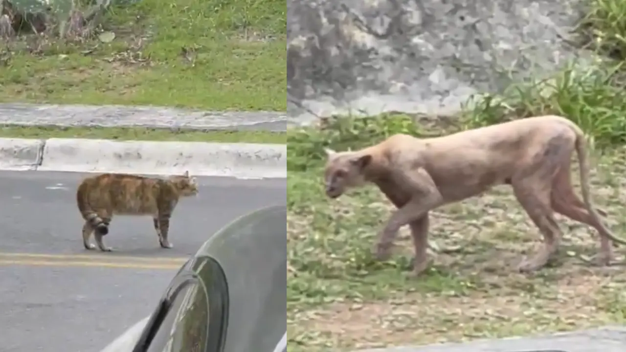 Captan a puma merodeando por las calles de Monterrey