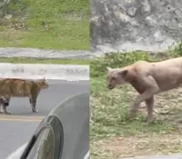 Captan a puma merodeando por las calles de Monterrey