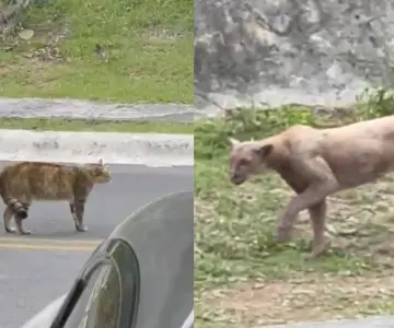 Captan a puma merodeando por las calles de Monterrey