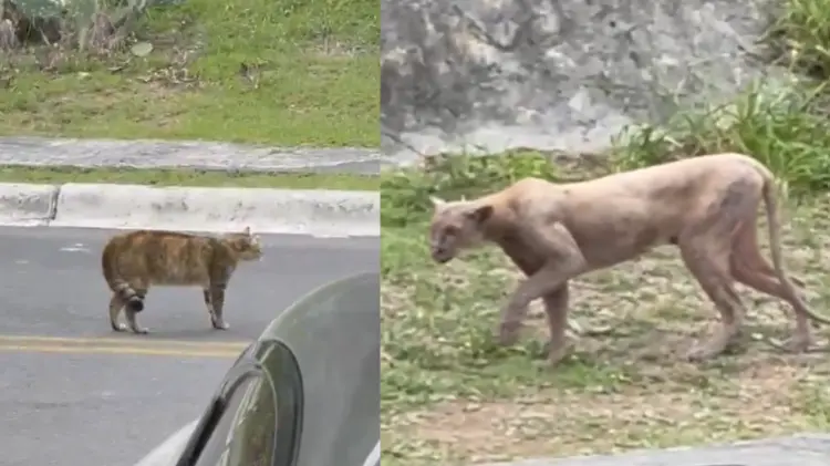 Un vecino logró captar al animal fuera de su casa. (Foto: Especial/EXPRESO)
