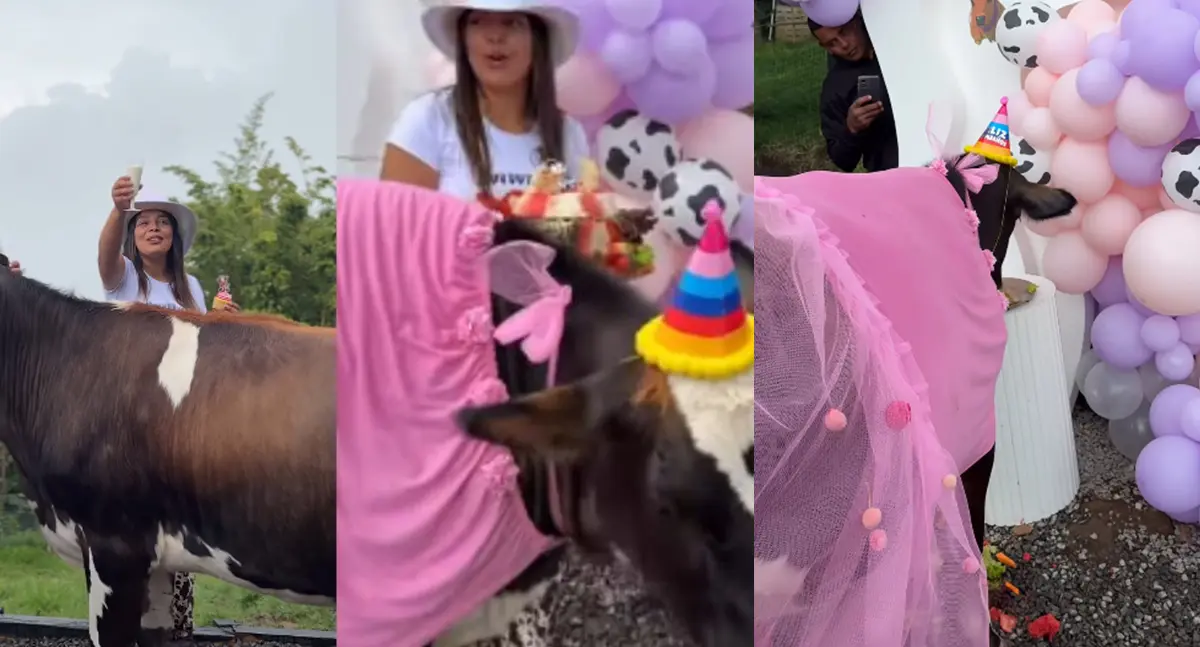 ¡Con vestido Barbie y pastel! Celebran cumpleaños de vaca María Patricia