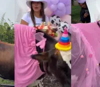 ¡Con vestido Barbie y pastel! Celebran cumpleaños de vaca María Patricia