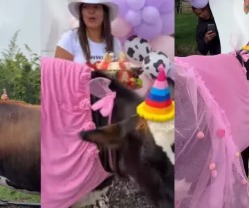 ¡Con vestido Barbie y pastel! Celebran cumpleaños de vaca María Patricia