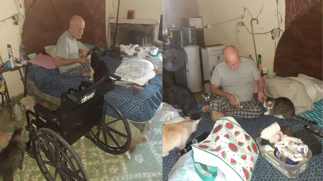Don Gato, el hombre que lleva 40 años rescatando gatos
