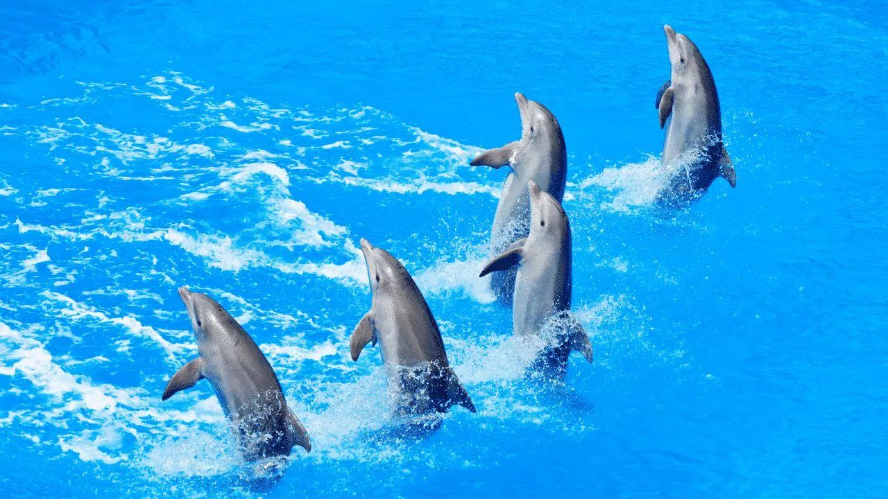 Cámara de Diputados aprueba Ley Mincho contra shows de mamíferos marinos