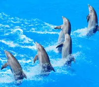 Cámara de Diputados aprueba Ley Mincho contra shows de mamíferos marinos
