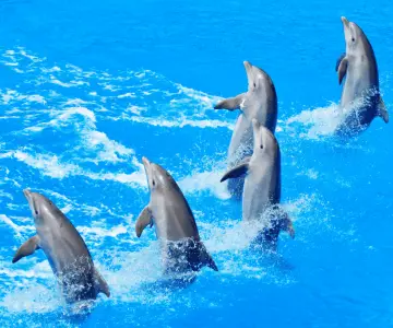 Cámara de Diputados aprueba Ley Mincho contra shows de mamíferos marinos