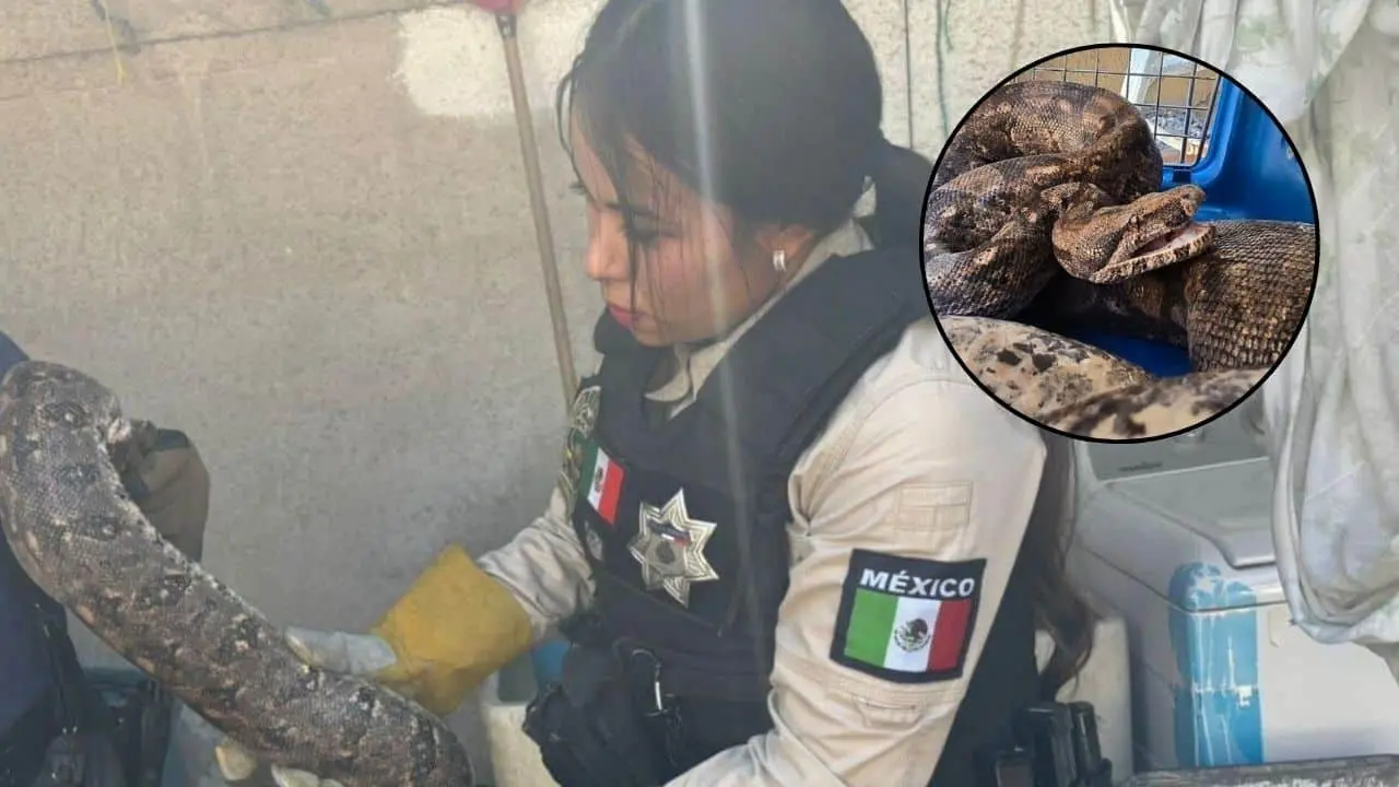 Aseguran boa de tres metros en una casa de Guadalajara