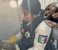 Aseguran boa de tres metros en una casa de Guadalajara