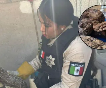 Aseguran boa de tres metros en una casa de Guadalajara
