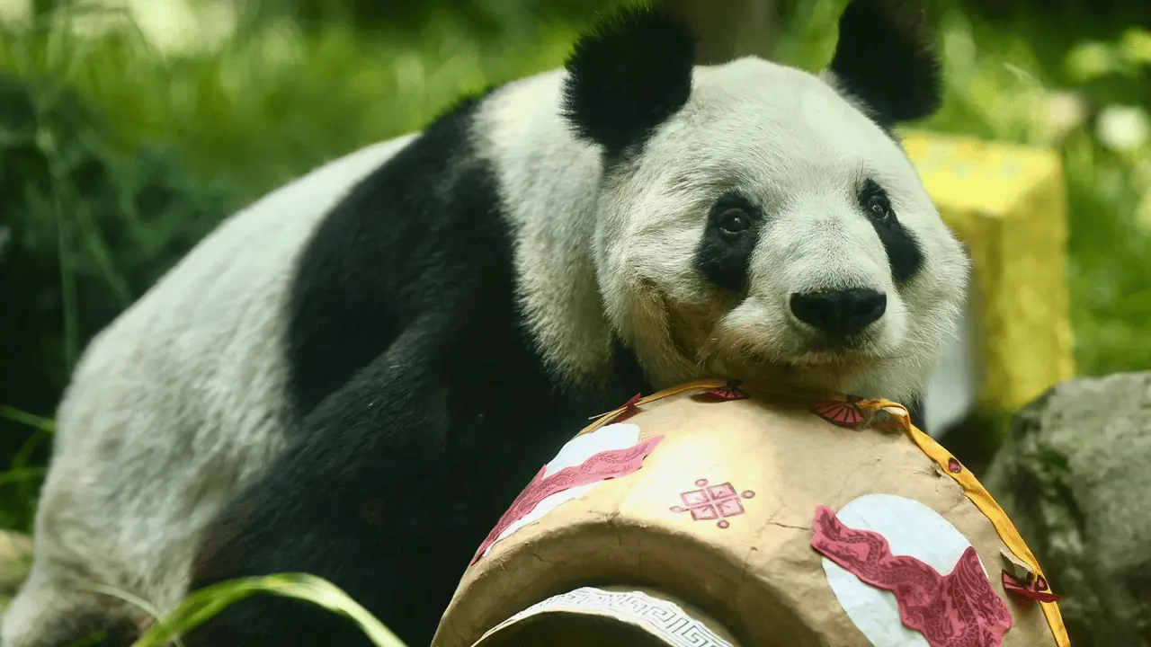 Xin Xin, la única panda no china del mundo, cumple 35 años en México