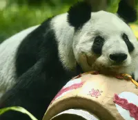 Xin Xin, la única panda no china del mundo, cumple 35 años en México