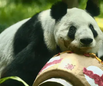 Xin Xin, la única panda no china del mundo, cumple 35 años en México