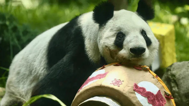 El festejo de Xin Xin por sus 35 años tuvo lugar este domingo en Chapultepec. (Foto: El Universal)