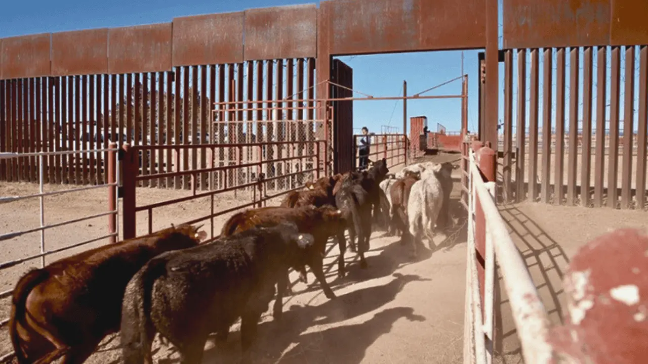 Confirman reapertura de frontera en Agua Prieta para exportación de ganado