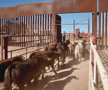Confirman reapertura de frontera en Agua Prieta para exportación de ganado