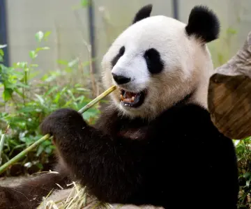 Xin Xin última panda mexicana cumplió 35 años