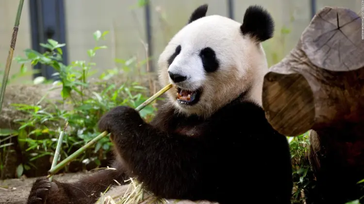 Xin Xin significa esperanza y es la última panda nacida en México