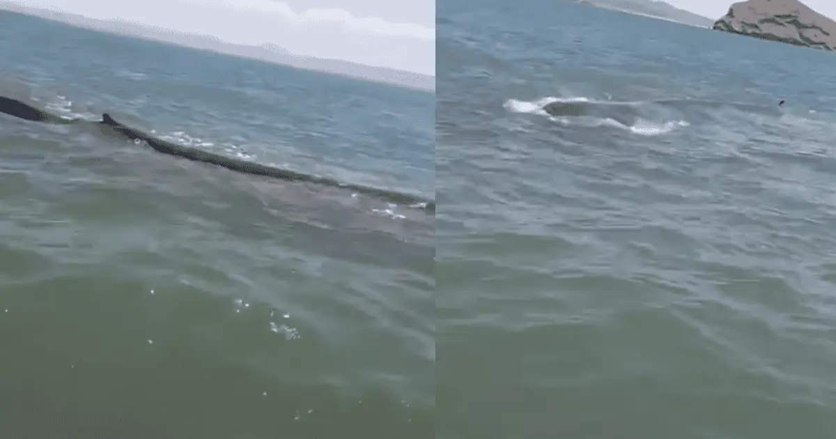 Evalúan medicar a ballena varada en Guásimas