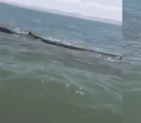 Evalúan medicar a ballena varada en Guásimas