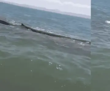 Evalúan medicar a ballena varada en Guásimas