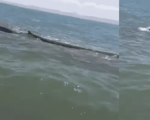 Evalúan medicar a ballena varada en Guásimas