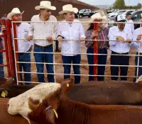 Respiran ganaderos de Sonora ante reapertura de frontera