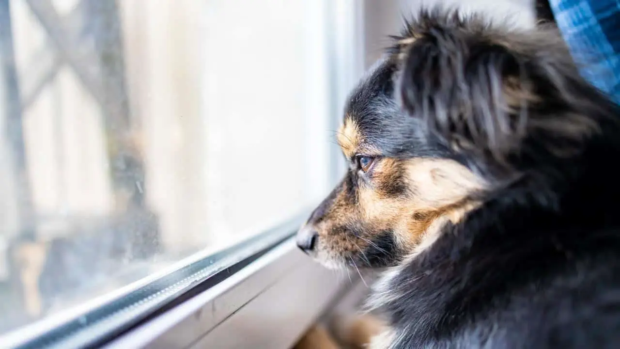 Queda prohibido dejar solo a tu perro por más de 6 horas en Suecia