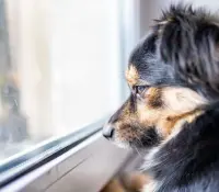 Queda prohibido dejar solo a tu perro por más de 6 horas en Suecia