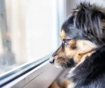 Queda prohibido dejar solo a tu perro por más de 6 horas en Suecia