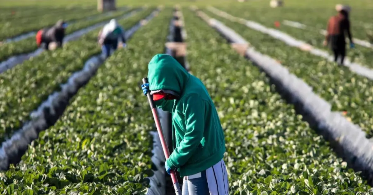 No habrá amnistía para trabajadores agrícolas en EU: Trump