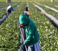 No habrá amnistía para trabajadores agrícolas en EU: Trump